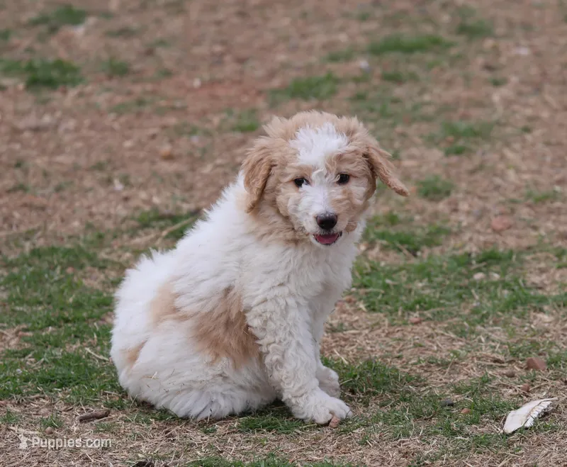 Zoe - Apricot Parti Female 2