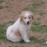 Zoe - Apricot Parti Female 2, a female Bernedoodle for sale in Lawton, OK – Photo 1 of 10