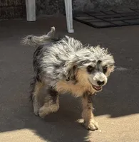 Freckles - Blue Merle Male 2, a male Miniature Aussiedoodle for sale in Lawton, OK – 8 of 10