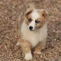 Dally - Red Merle Male, a female Pembroke Welsh Corgi and Miniature Australian Shepherd for sale in Lawton, OK – Photo 5 of 10