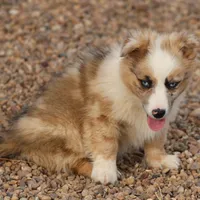 Dally - Red Merle Male, a female Pembroke Welsh Corgi and Miniature Australian Shepherd for sale in Lawton, OK – Photo 6 of 10