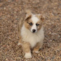 Dally - Red Merle Male, a female Pembroke Welsh Corgi and Miniature Australian Shepherd for sale in Lawton, OK – Photo 7 of 10