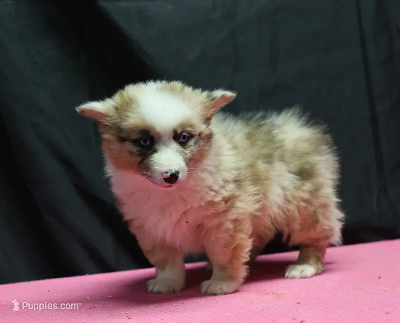 Dally - Red Merle Male