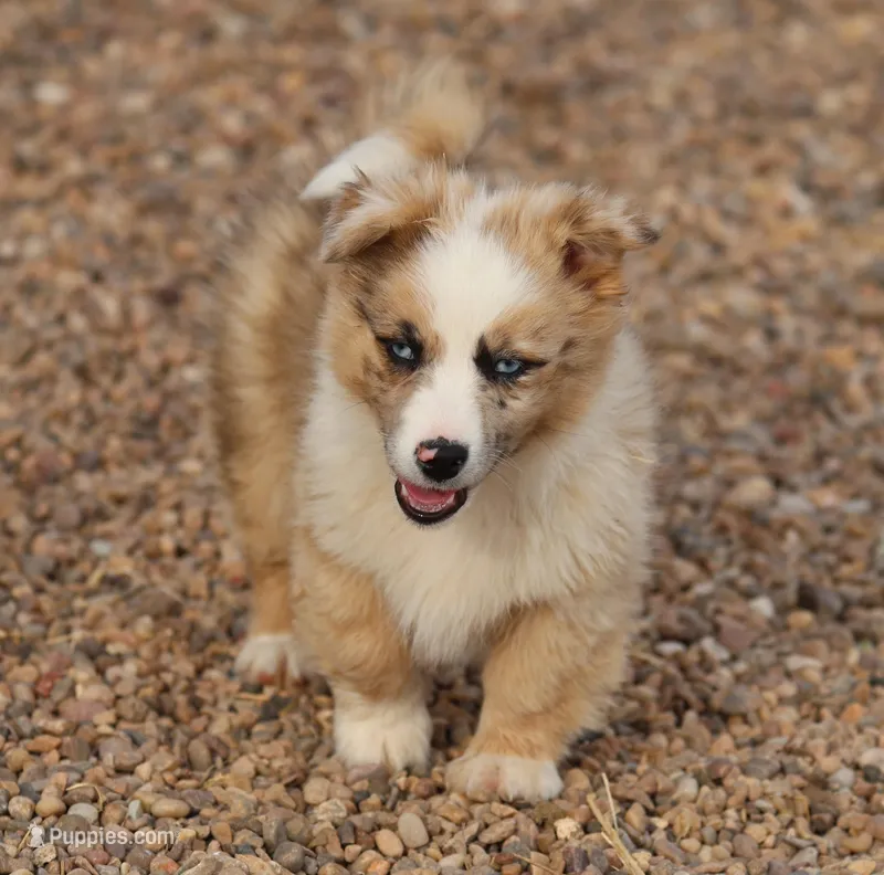 Dally - Red Merle Male