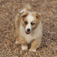 Dally - Red Merle Male, a female Pembroke Welsh Corgi and Miniature Australian Shepherd for sale in Lawton, OK – Photo 1 of 10