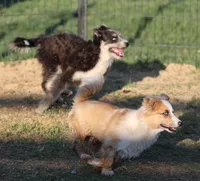 Dally - Red Merle Male, a female Pembroke Welsh Corgi and Miniature Australian Shepherd for sale in Lawton, OK – 2 of 9