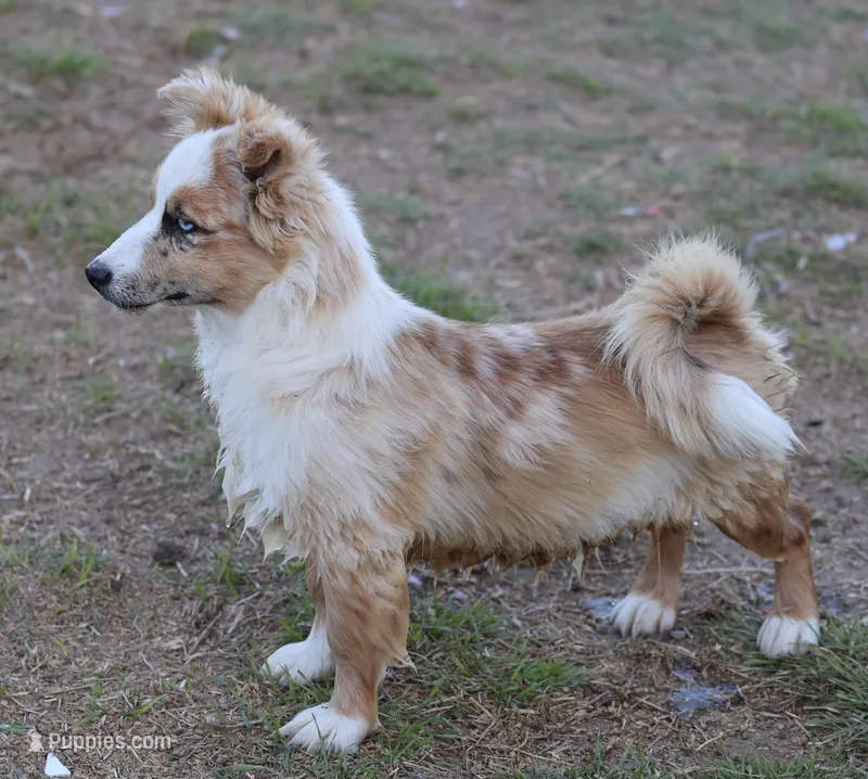 Dally - Red Merle Male – Pembroke Welsh Corgi, Miniature Australian Shepherd puppy for sale in Lawton, OK