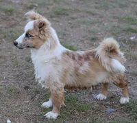Dally - Red Merle Male, a female Pembroke Welsh Corgi and Miniature Australian Shepherd for sale in Lawton, OK – 1 of 9