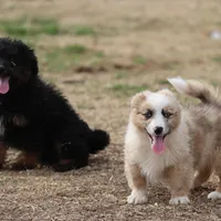 Dally - Red Merle Male, a female Pembroke Welsh Corgi and Miniature Australian Shepherd for sale in Lawton, OK – Photo 9 of 10