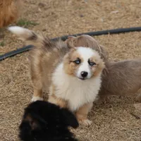 Dally - Red Merle Male, a female Pembroke Welsh Corgi and Miniature Australian Shepherd for sale in Lawton, OK – Photo 3 of 10