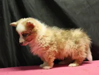 processed/36180fa9-48bf-43b5-bd6c-12d254bd4cc7/listing/f8d9cff4-25f0-4e63-a2c0-7f0f636a2546/c592bc73-a00b-4cdc-89b1-6558c402105d