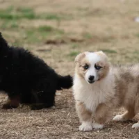 Dally - Red Merle Male, a female Pembroke Welsh Corgi and Miniature Australian Shepherd for sale in Lawton, OK – Photo 10 of 10