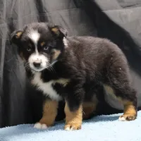 Penny - BET Black Tri Male 2, a male Miniature Australian Shepherd for sale in Lawton, OK – Photo 10 of 10