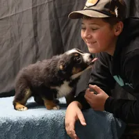 Penny - BET Black Tri Male 2, a male Miniature Australian Shepherd for sale in Lawton, OK – Photo 5 of 10