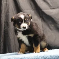 Penny - BET Black Tri Male 2, a male Miniature Australian Shepherd for sale in Lawton, OK – Photo 2 of 10
