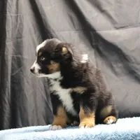 Penny - BET Black Tri Male 2, a male Miniature Australian Shepherd for sale in Lawton, OK – Photo 3 of 10