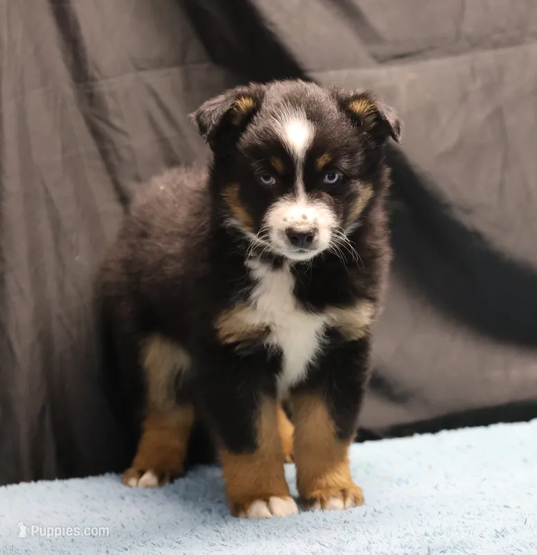 Penny - BET Black Tri Male 2