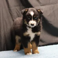 Penny - BET Black Tri Male 2, a male Miniature Australian Shepherd for sale in Lawton, OK – Photo 1 of 10