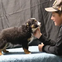 Penny - BET Black Tri Male 2, a male Miniature Australian Shepherd for sale in Lawton, OK – Photo 8 of 10