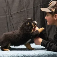 Penny - BET Black Tri Male 2, a male Miniature Australian Shepherd for sale in Lawton, OK – Photo 7 of 10