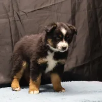 Penny - BET Black Tri Male 2, a male Miniature Australian Shepherd for sale in Lawton, OK – Photo 6 of 10