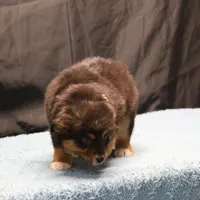 Penny - Black Tri Male 3, a male Miniature Australian Shepherd for sale in Lawton, OK – Photo 7 of 10