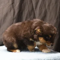 Penny - Black Tri Male 3, a male Miniature Australian Shepherd for sale in Lawton, OK – Photo 6 of 10