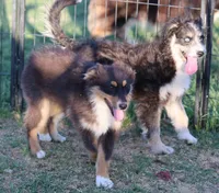 Penny - Black Tri Male 3, a male Miniature Australian Shepherd for sale in Lawton, OK – 2 of 7