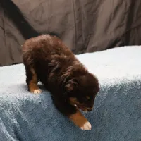 Penny - Black Tri Male 3, a male Miniature Australian Shepherd for sale in Lawton, OK – Photo 8 of 10