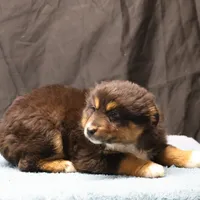 Penny - Black Tri Male 3, a male Miniature Australian Shepherd for sale in Lawton, OK – Photo 4 of 10