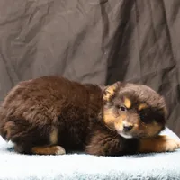 Penny - Black Tri Male 3, a male Miniature Australian Shepherd for sale in Lawton, OK – Photo 9 of 10