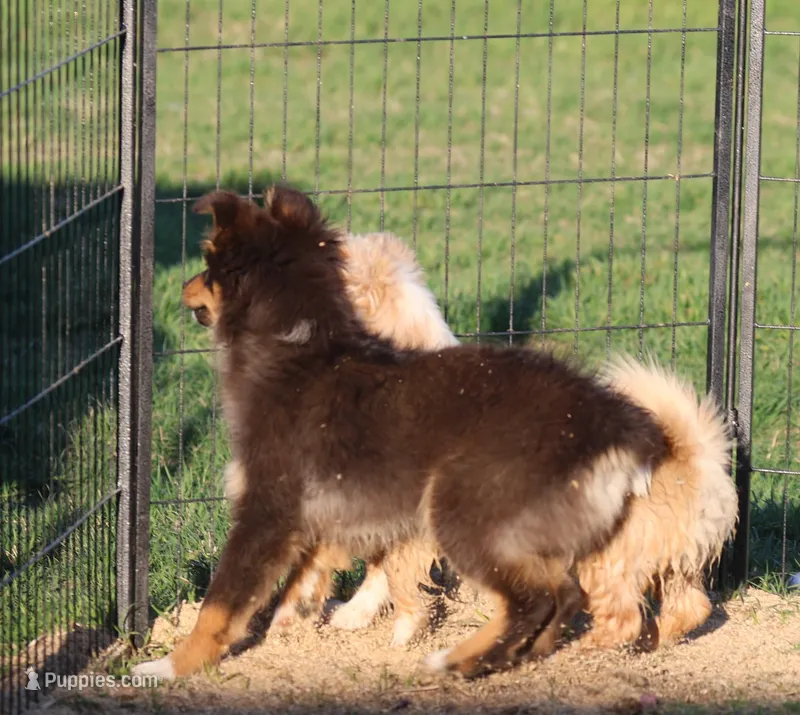 Penny - Black Tri Male 3 – Miniature Australian Shepherd puppy for sale in Lawton, OK