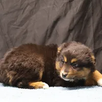 Penny - Black Tri Male 3, a male Miniature Australian Shepherd for sale in Lawton, OK – Photo 5 of 10