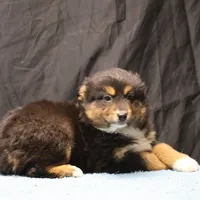 Penny - Black Tri Male 3, a male Miniature Australian Shepherd for sale in Lawton, OK – Photo 3 of 10