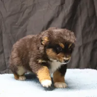 Penny - Black Tri Male 3, a male Miniature Australian Shepherd for sale in Lawton, OK – Photo 10 of 10