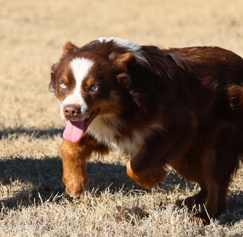 Penny - Red Tri Male 2