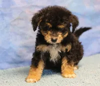 Freckles - Black Phantom Male 1, a male Miniature Aussiedoodle for sale in Lawton, OK – 3 of 10