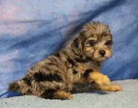 Freckles - Blue Merle Male 2, a male Miniature Aussiedoodle for sale in Lawton, OK – 7 of 8