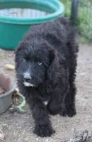 Stormi - Black Bi Female, a female Miniature Australian Shepherd for sale in Lawton, OK – 2 of 9