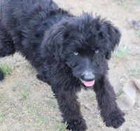 Stormi - Black Bi Female, a female Miniature Australian Shepherd for sale in Lawton, OK – 5 of 9