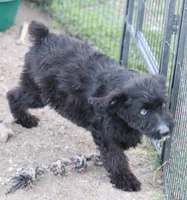 Stormi - Black Bi Female, a female Miniature Australian Shepherd for sale in Lawton, OK – 4 of 9