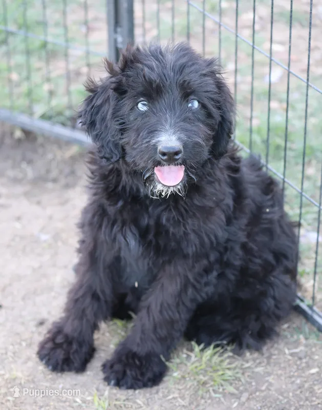 Stormi - Black Bi Female – Miniature Australian Shepherd puppy for sale in Lawton, OK