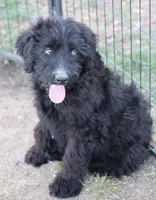 Stormi - Black Bi Female, a female Miniature Australian Shepherd for sale in Lawton, OK – 6 of 9