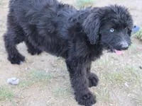 Stormi - Black Bi Female, a female Miniature Australian Shepherd for sale in Lawton, OK – 9 of 9