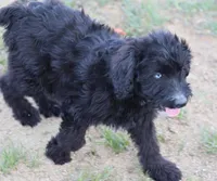 Stormi - Black Bi Female, a female Miniature Australian Shepherd for sale in Lawton, OK – 8 of 9