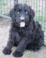 Stormi - Black Bi Female, a female Miniature Australian Shepherd for sale in Lawton, OK – 7 of 9