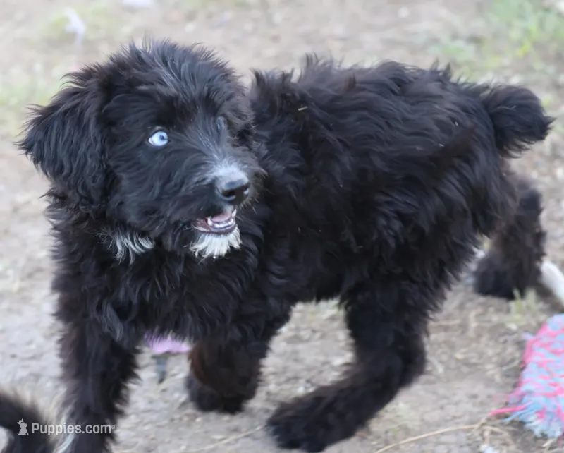 Stormi - Black Bi Female – Miniature Australian Shepherd puppy for sale in Lawton, OK