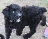 Stormi - Black Bi Female, a female Miniature Australian Shepherd for sale in Lawton, OK – 3 of 9