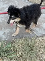 Freckles - Black Phantom Male 1, a male Miniature Aussiedoodle for sale in Lawton, OK – 10 of 10