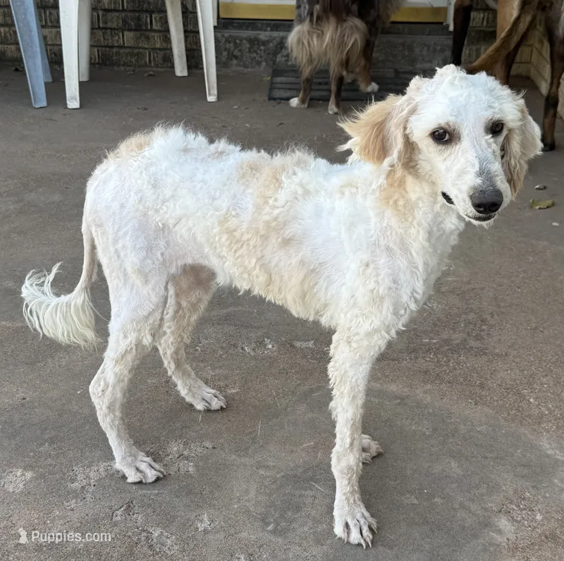 Zoe - Apricot Parti Female 2 – Bernedoodle puppy for sale in Lawton, OK